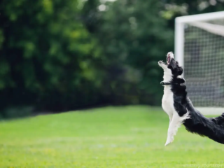 El disc dog es un deporte popular de ritmo r&aacute;pido que celebra el v&iacute;nculo entre adiestrador y perro, en el que los perros deben atrapar un frisbee anticipando su trayectoria de vuelo