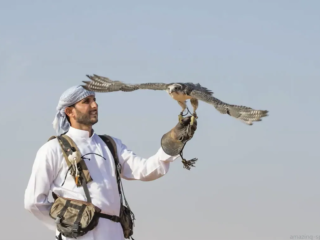 Conocida como el deporte de los cielos, la cetrer&iacute;a se practica en los Emiratos &Aacute;rabes Unidos (EAU) desde hace 4.000 a&ntilde;os y es venerada por su sentido del valor, el honor y la nobleza