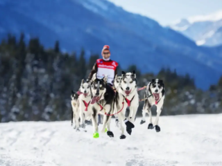 A menudo conocida como La &Uacute;ltima Gran Carrera, la Iditarod recorre casi 1.000 millas de terreno escarpado e impresionante con equipos de 12 a 15 perros