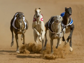 Las carreras de galgos son populares en algunas partes del mundo, pero el inter&eacute;s general ha disminuido debido a las preocupaciones sobre el bienestar y el trato humano de los perros de carreras.