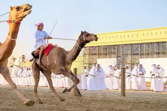 Camel Racing Camel racing originated in the Arabian Peninsula centuries ago, emerging from Bedouin culture where camels were prized for transport and survival, eventually evolving into a competitive sport showcasing speed, endurance, and tradition