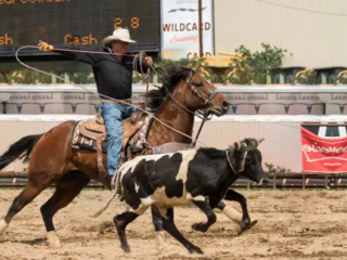 Le rodéo en équipe Le rodéo en équipe est né des pratiques quotidiennes de travail du bétail dans l'Ouest américain, évoluant des compétences d'élevage de tous les jours pour devenir un sport de rodéo palpitant qui met en valeur la vitesse, la précision et le travail d'équipe