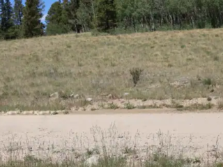 Burro racing began in the mining camps of the American West in the late 1800s when prospectors would race alongside their donkeys to stake claims, evolving into a uniquely rugged and entertaining sport that celebrates endurance, partnership, and frontier heritage