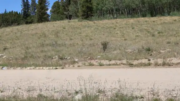 Burro Racing Burro racing began in the mining camps of the American West in the late 1800s when prospectors would race alongside their donkeys to stake claims, evolving into a uniquely rugged and entertaining sport that celebrates endurance, partnership, and frontier heritage